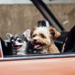 イヌとドライブを楽しむための基礎知識と東京付近のペット向けスポット